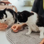 consulta de Desparasitação na clinica veterinaria vetpoint