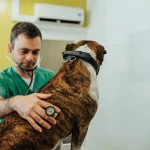 artigo sobre prevenção e tratamento de leishmaniose em cães