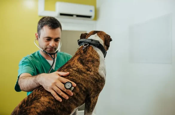 artigo sobre prevenção e tratamento de leishmaniose em cães