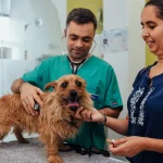 consulta veterinária exame a cão