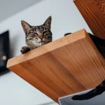 artigo sobre vacinas para gatos da clínica vetpoint