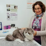 gato numa consulta veterinária