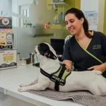 bulldog francês com piómetra