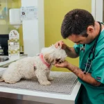artigo veterinário sobre o que é dermatofitose
