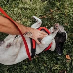 artigo veterinário sobre como evitar que cães ladrem em apartamentos