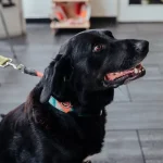 artigo sobre a ingestão de chocolate por cães