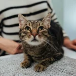 Como saber se é gato ou gata