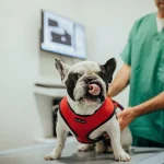 colocação de microchip num cão