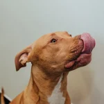 cão com a língua de fora