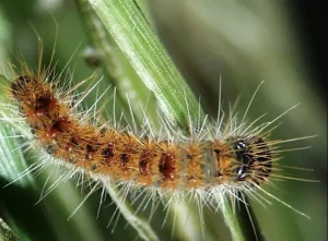 lagarta do pinheiro lagarta do pinheiro
