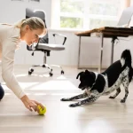 Brincadeiras para cães em casa