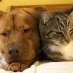 Doença renal cão e gato