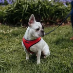 passear o seu cão em segurança