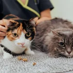 Esterilização de gata