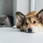 animal de estimação tem ansiedade de separação