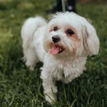 Desparasitação interna e externa em cães