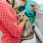 Desparasitação interna e externa em gatos