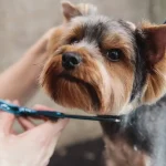 tosquiar cão com tesoura