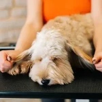 doenças neurológicas cães