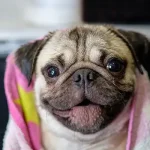 pug cão braquicéfalo