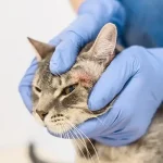 Doenças de pele em gatos